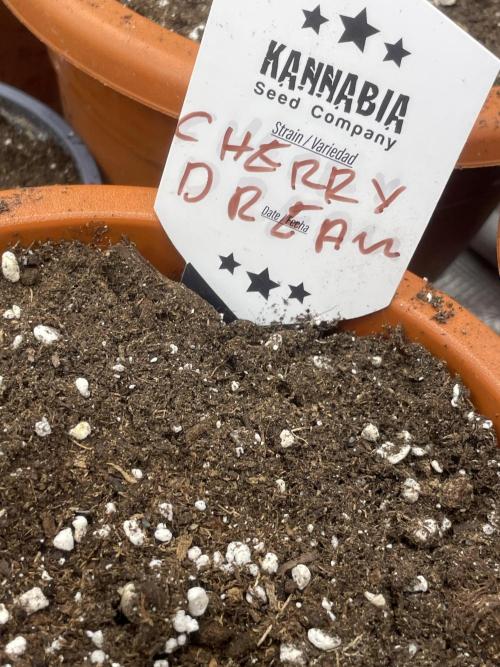 Cherry π Dream π. Week 1