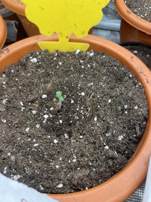Gary Sherbet. Week 1