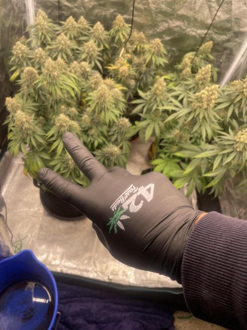 Gary Sherbet. Week 1