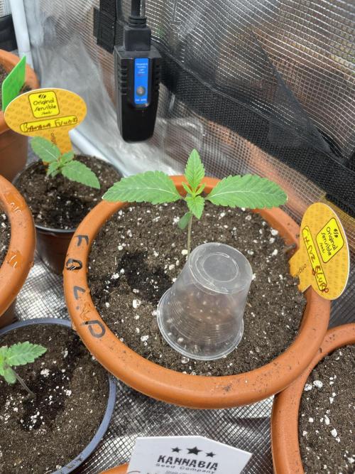 C.C.G / O.S.S Grow Event Citrus Slurp. Week 2
