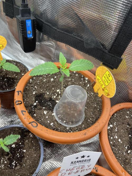 C.C.G / O.S.S Grow Event Citrus Slurp. Week 2