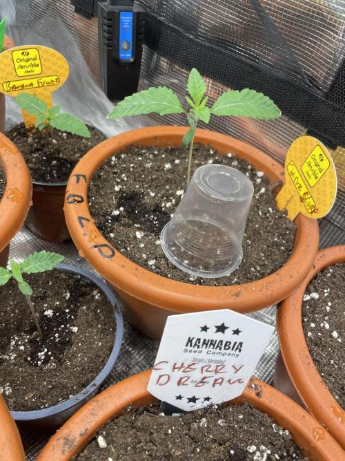 C.C.G / O.S.S Grow Event Citrus Slurp. Week 2