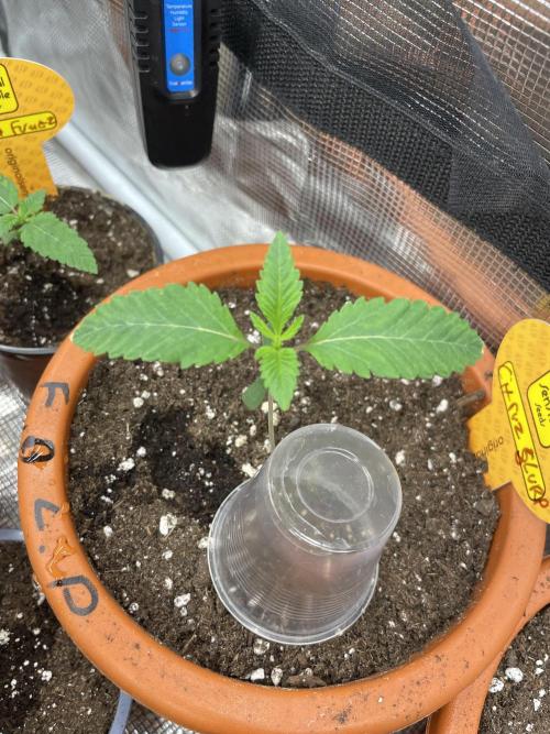 C.C.G / O.S.S Grow Event Citrus Slurp. Week 2