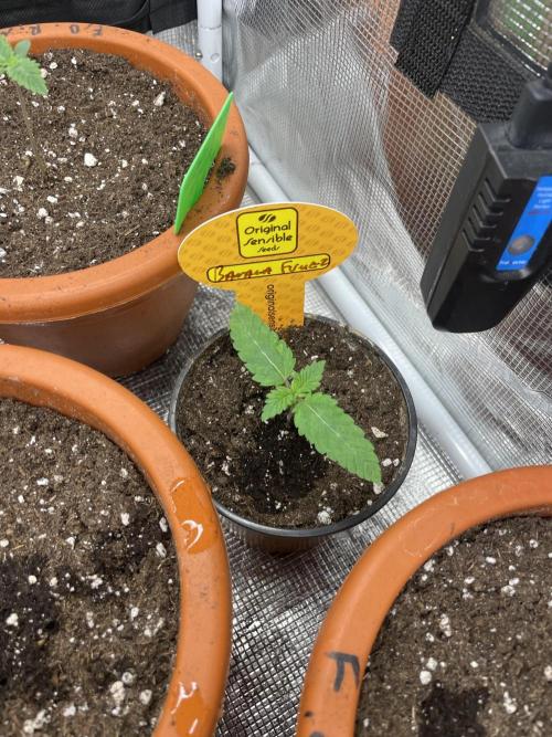 C.C.G / O.S.S Grow Event Banana Fumes. Week 2