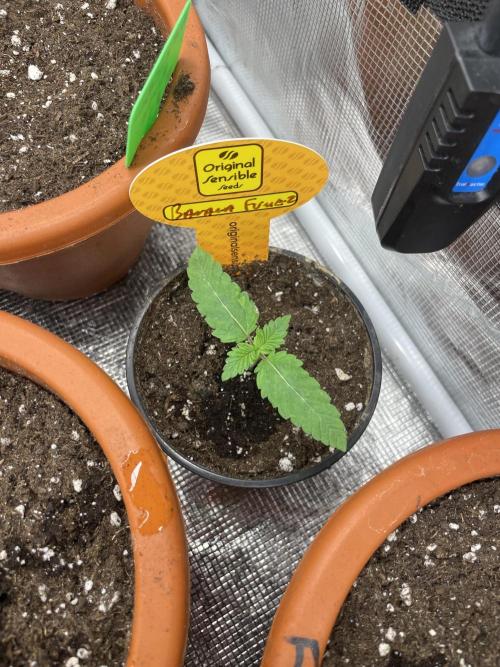 C.C.G / O.S.S Grow Event Banana Fumes. Week 2