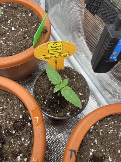 C.C.G / O.S.S Grow Event Banana Fumes. Week 2