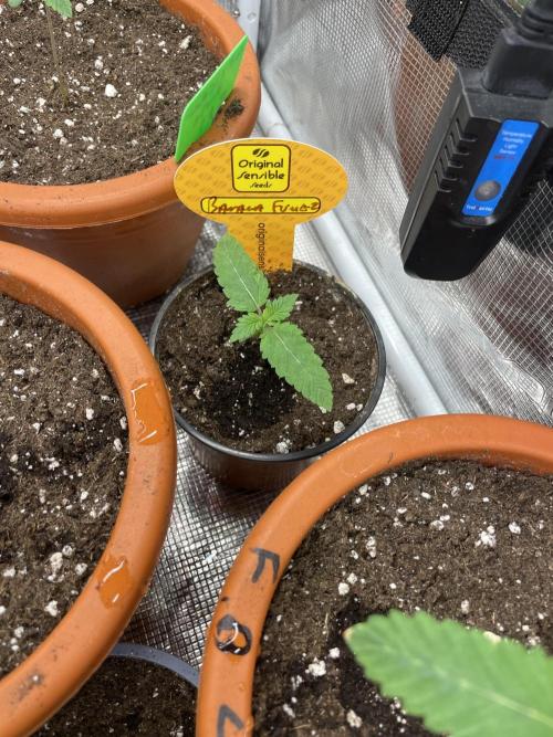 C.C.G / O.S.S Grow Event Banana Fumes. Week 2