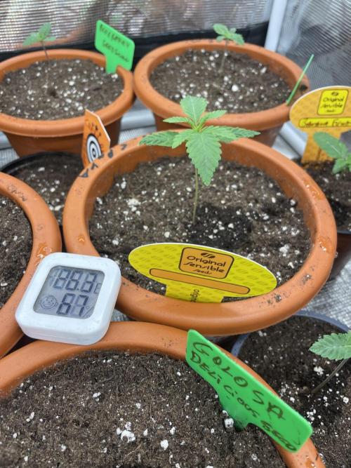 C.C.G / O.S.S Grow Event Poison cookies. Week 2