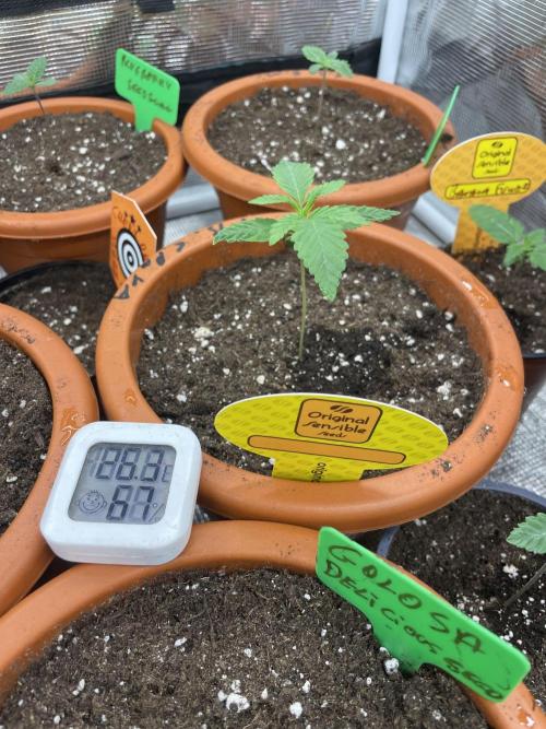 C.C.G / O.S.S Grow Event Poison cookies. Week 2