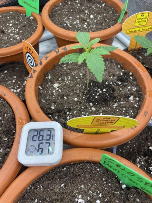 C.C.G / O.S.S Grow Event Poison cookies. Week 2