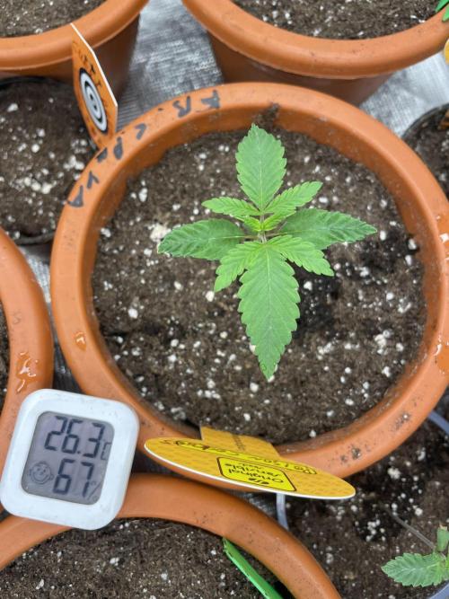 C.C.G / O.S.S Grow Event Poison cookies. Week 2