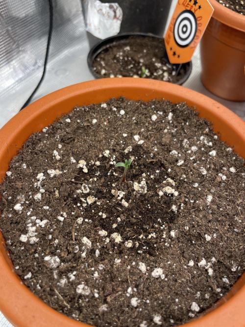 Northern lights. Week 1