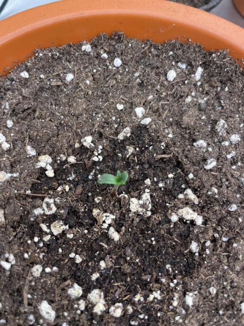 Northern lights. Week 1