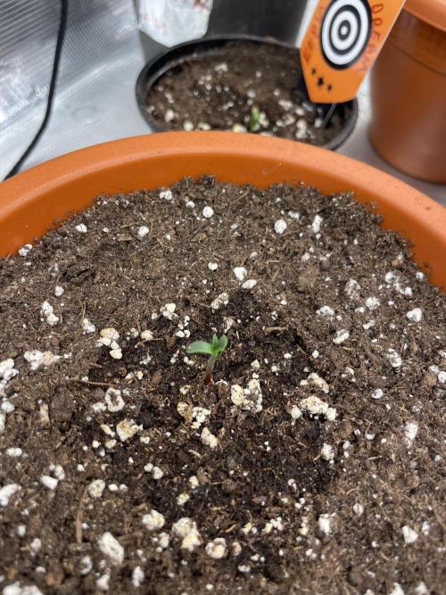 Northern lights. Week 1