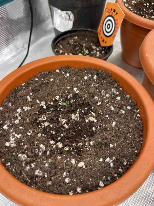 Northern lights. Week 1
