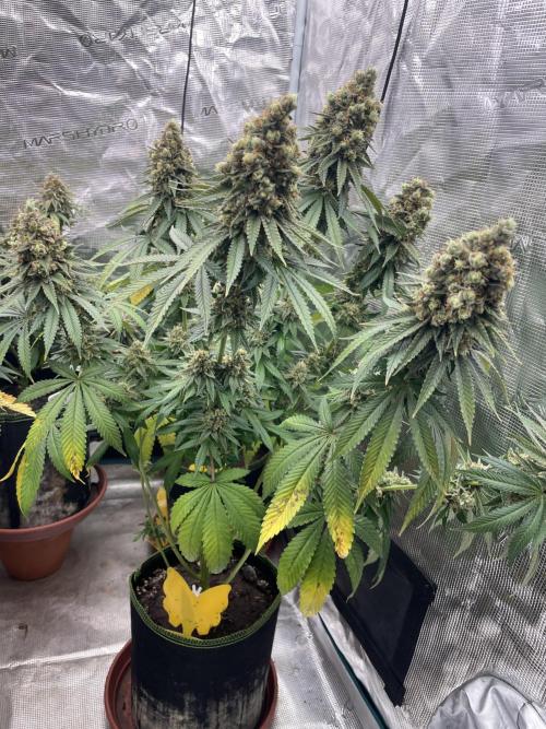 Purple Overload. Week 15