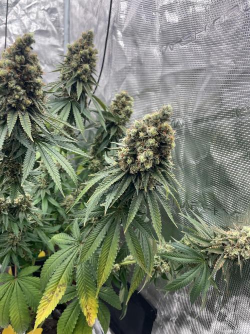 Purple Overload. Week 15