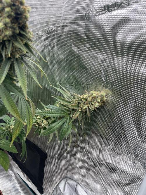 Purple Overload. Week 15