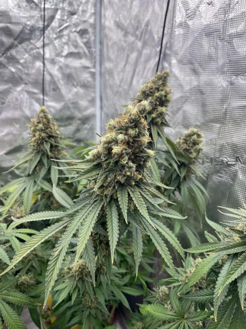 Purple Overload. Week 15