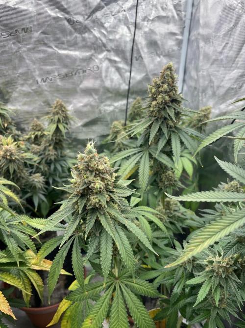 Purple Overload. Week 15
