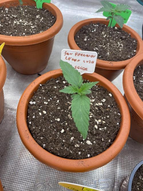 San Fernando lemon kush. Week 2