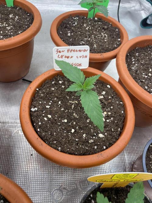 San Fernando lemon kush. Week 2
