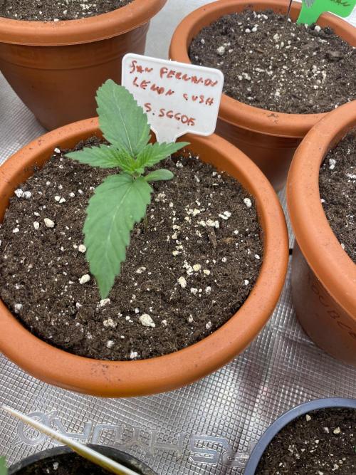 San Fernando lemon kush. Week 2