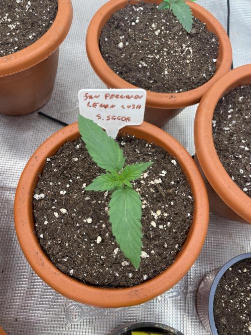 San Fernando lemon kush. Week 2