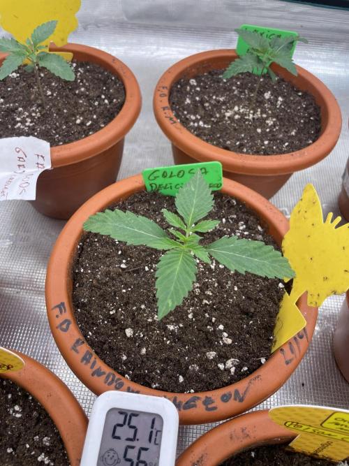 Golosa. Week 2