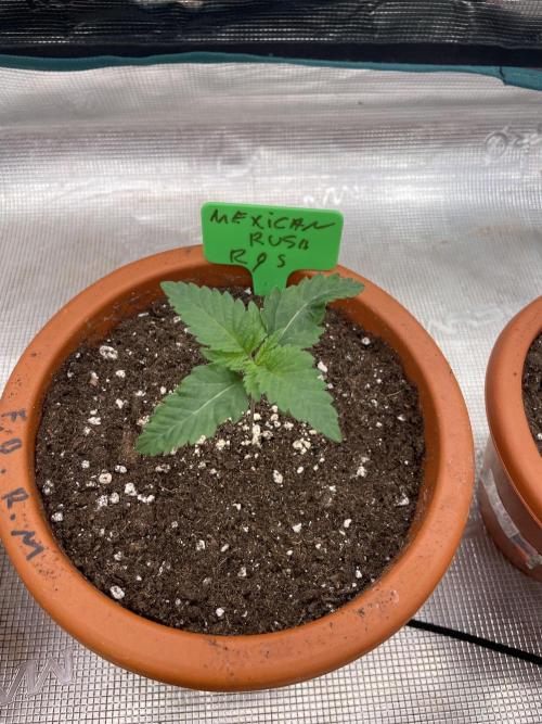 Mexican rush. Week 2