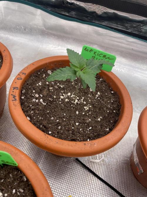 Mexican rush. Week 2