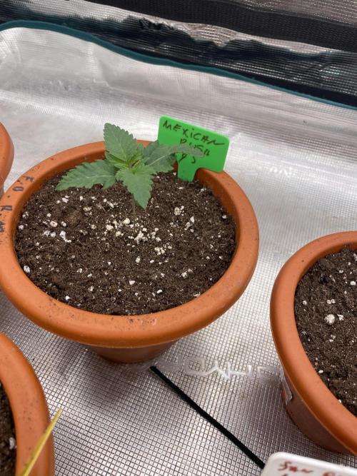 Mexican rush. Week 2