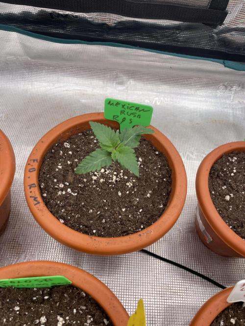 Mexican Rush. Week 2