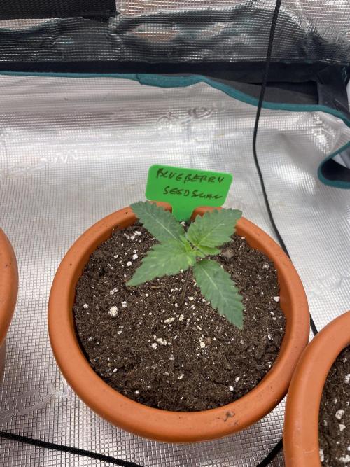 Blueberry. Week 2