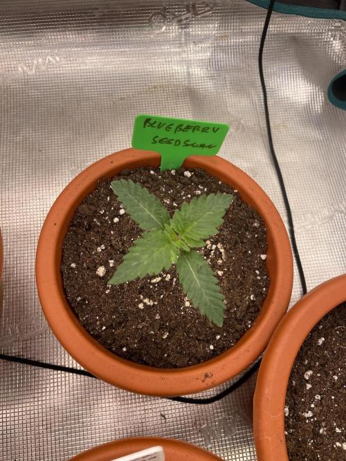 Blueberry. Week 2