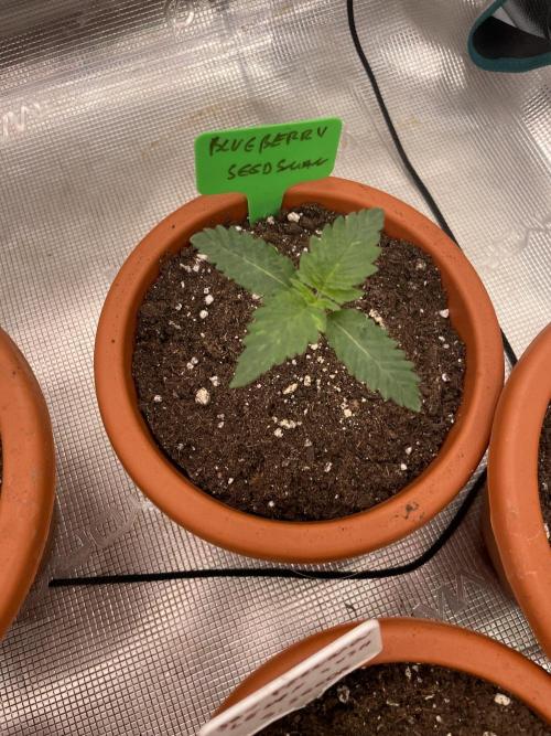 Blueberry. Week 2