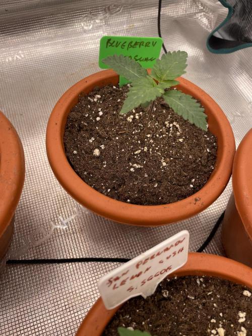 Blueberry. Week 2