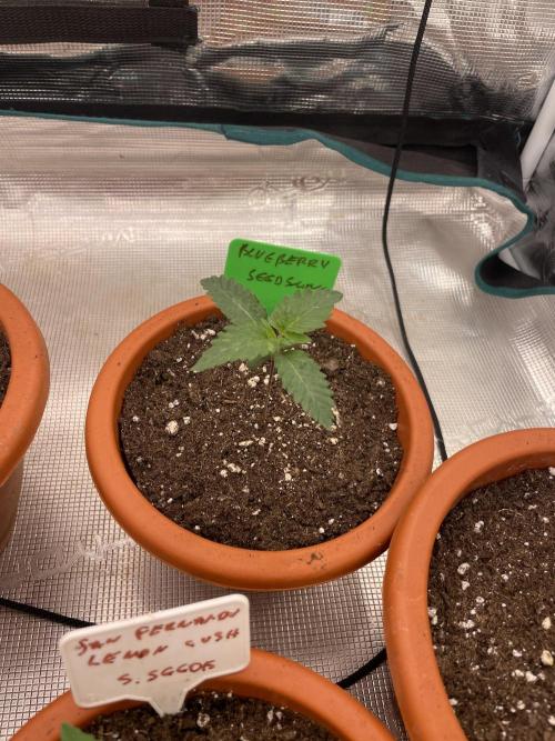 Blueberry. Week 2