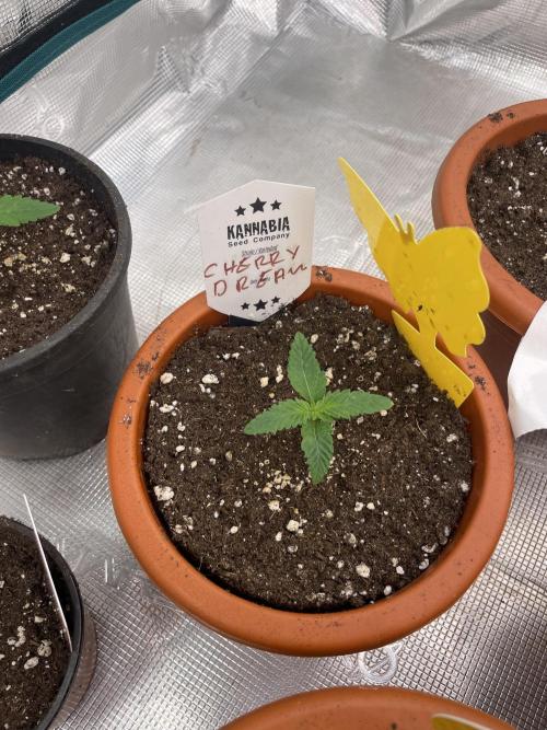 Cherry π Dream π. Week 2