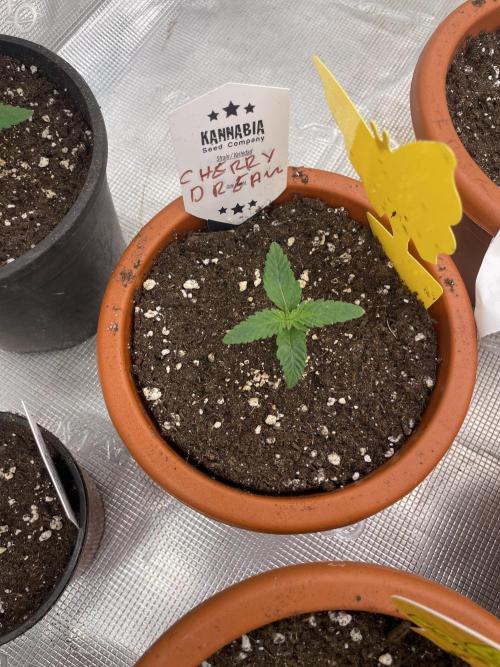 Cherry π Dream π. Week 2