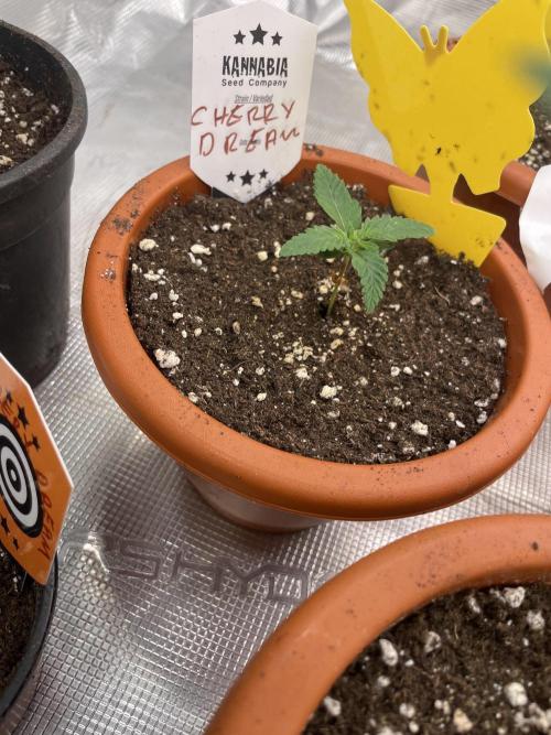Cherry π Dream π. Week 2