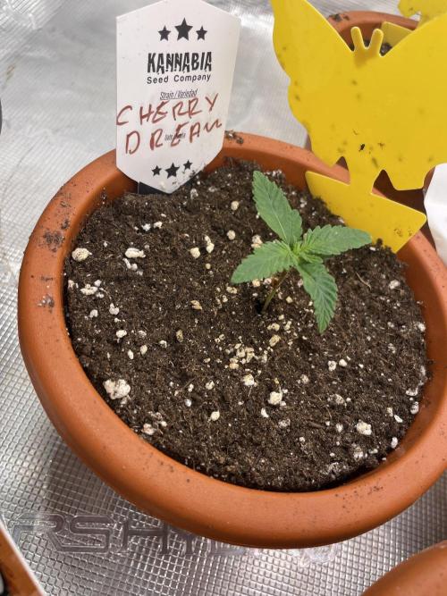Cherry Dream. Week 2