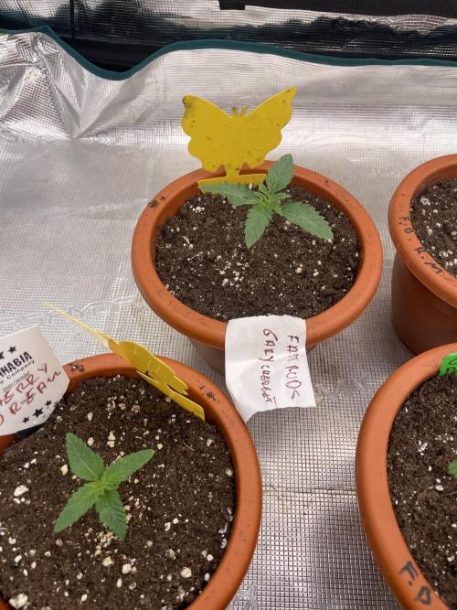 Gary Sherbet. Week 2