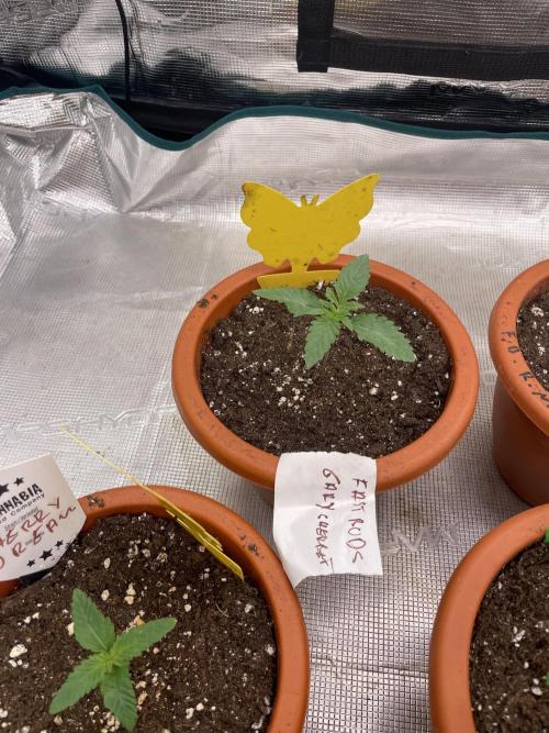 Gary Sherbet. Week 2
