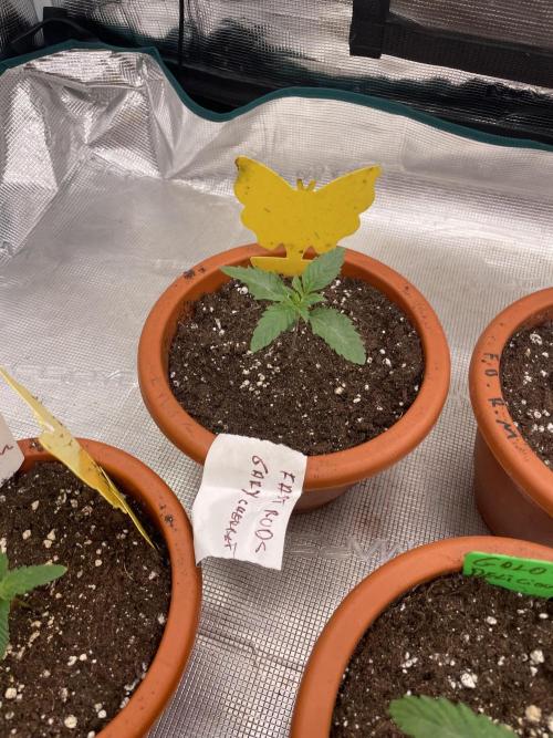 Gary Sherbet. Week 2