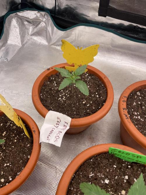 Gary Sherbet. Week 2