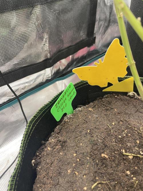 Sticky Brocoli Zamnesia+Plagron. Week 16