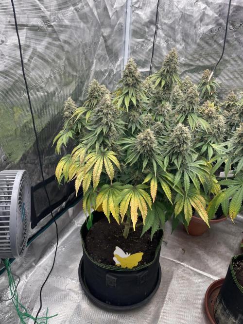 Sticky Brocoli Zamnesia+Plagron. Week 16