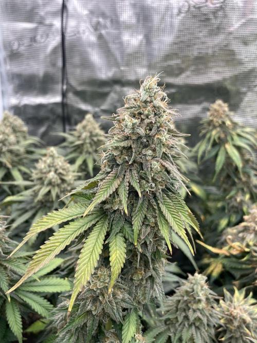 Sticky Brocoli Zamnesia+Plagron. Week 16