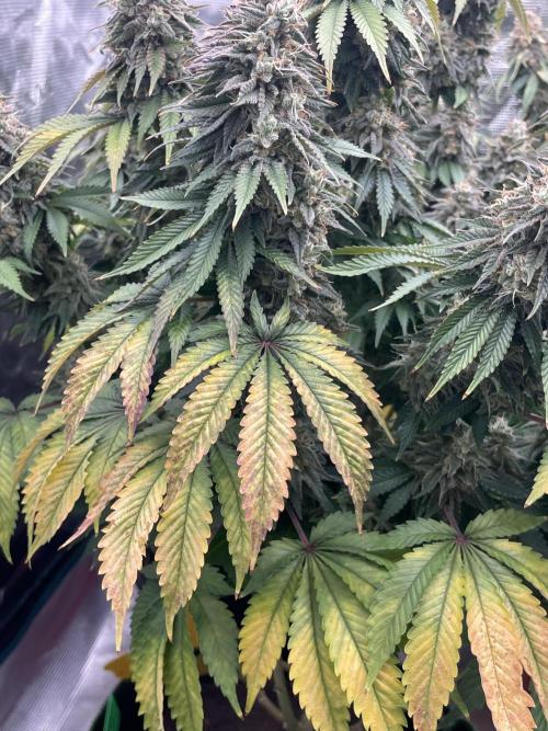 Sticky Brocoli Zamnesia+Plagron. Week 16